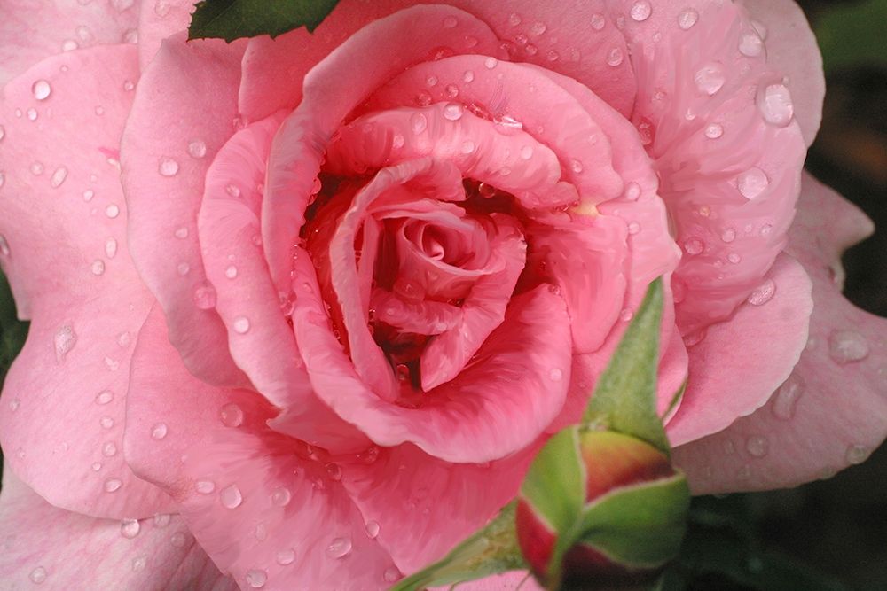 Pink Rose with Dew Drops art print by Anna Miller for $57.95 CAD